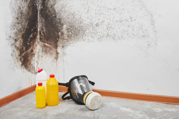 Certified Mold Removal in Vineyard, CA