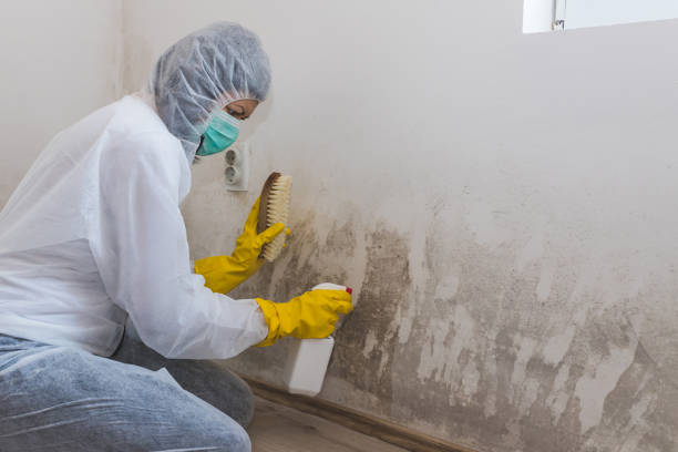 Best Local Mold Removal Service  in Vineyard, CA
