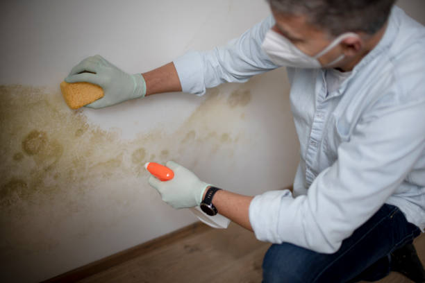 Best Home Mold Removal  in Vineyard, CA