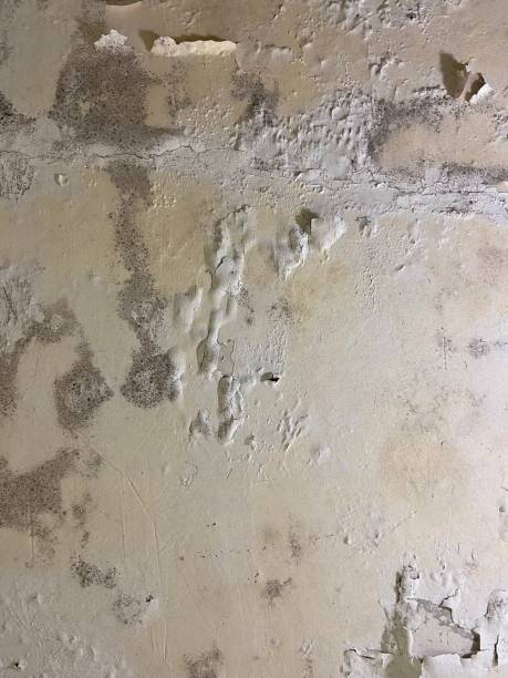 Best Mold Testing  in Vineyard, CA