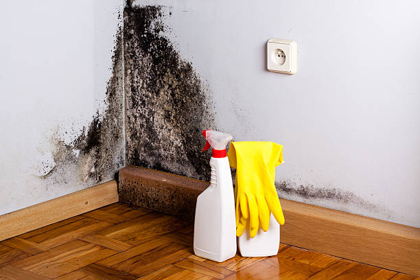 Best Toxic Mold Removal  in Vineyard, CA