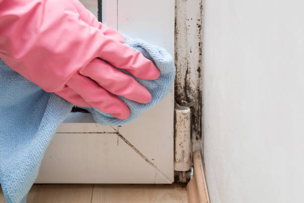 Best Mold Removal Near Me  in Vineyard, CA