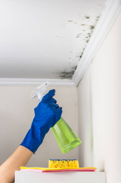 Best Residential Mold Removal  in Vineyard, CA