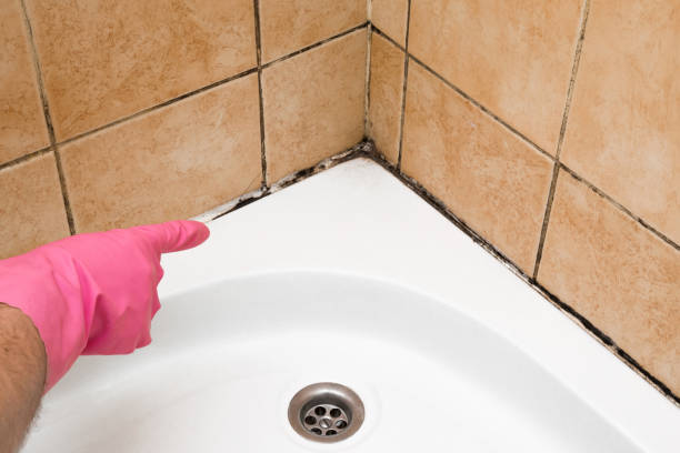 Best Fast Mold Removal  in Vineyard, CA